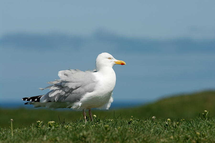 Silbermöwe