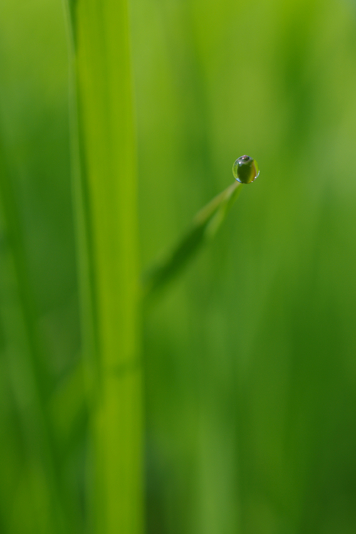 Gras #1