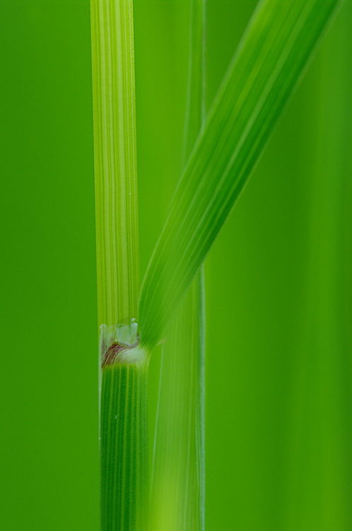 Gras #2