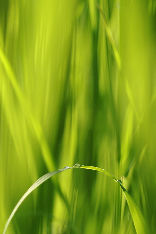 Gras #10