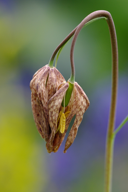 Schachblume