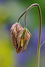 Schachblume