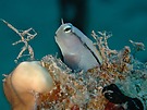 Blenny