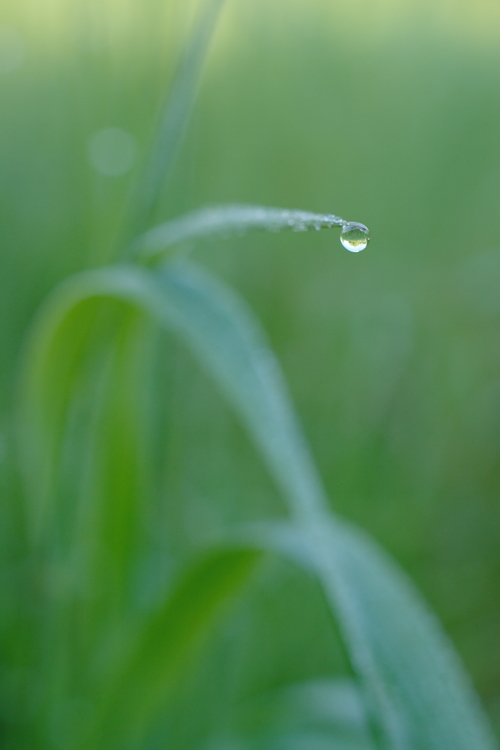 Gras #12