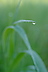 Gras #12