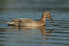 Stockente