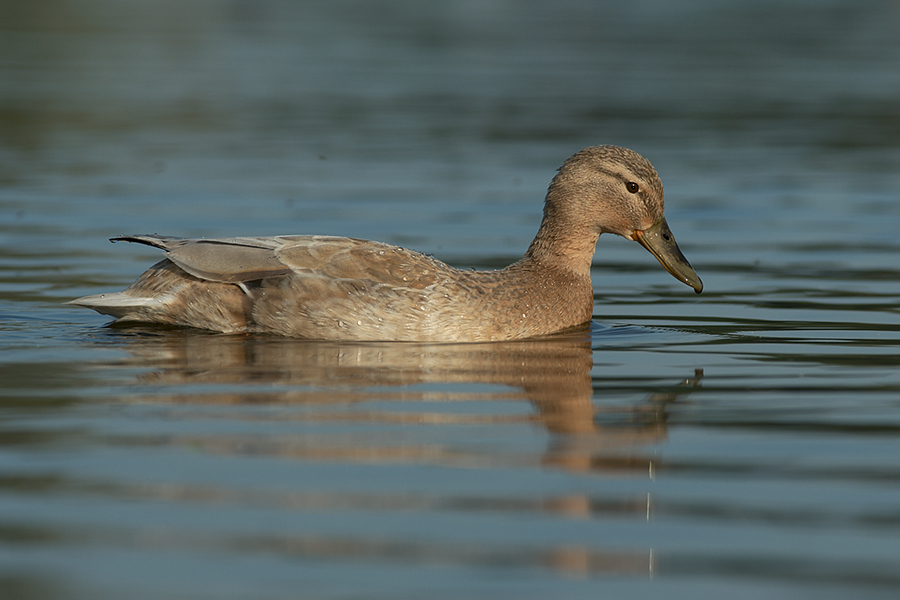 Stockente