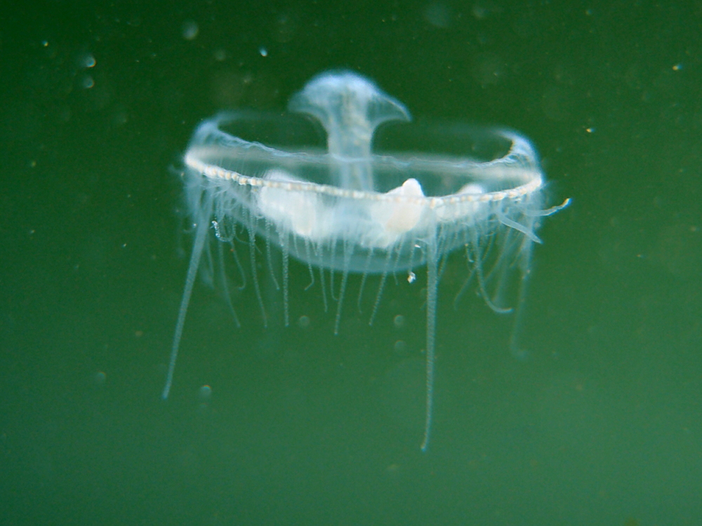 Süßwasserqualle