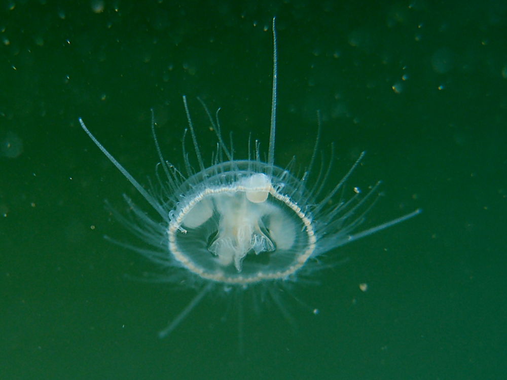 Süßwasserqualle