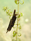 Köcherfliegenlarve
