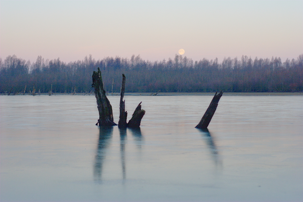 Mond über Weiden