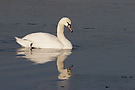 Schwan