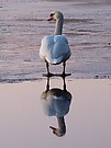 Schwan auf Eis
