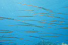 Flötenfische