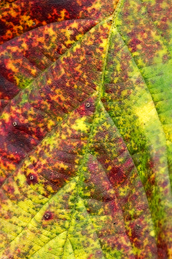 Blattdetail