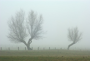 Zwei Bäume im Nebel