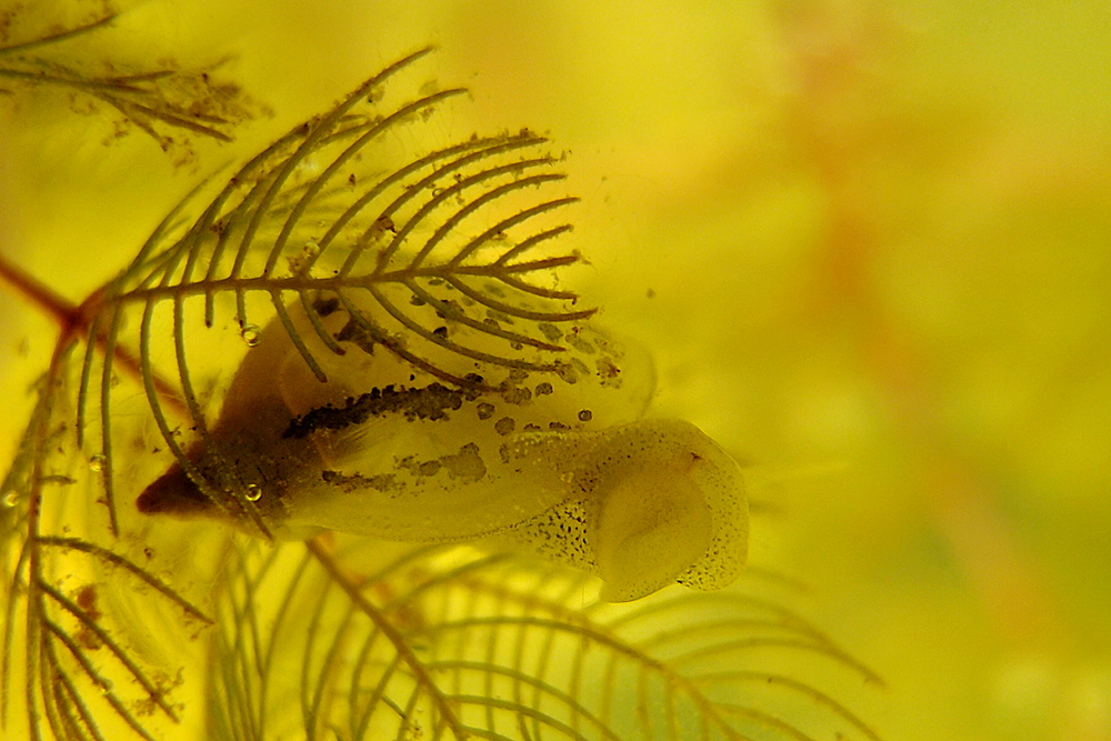 Schlammschnecke