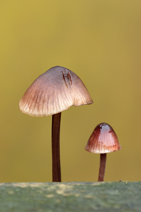 Zwei Pilze (2)