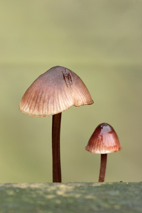 Zwei Pilze (4)