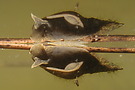 Spitzschlammschnecke (Lymnaea stagnalis)