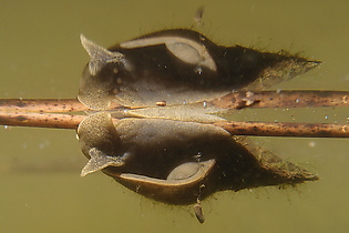 Spitzschlammschnecke (Lymnaea stagnalis)