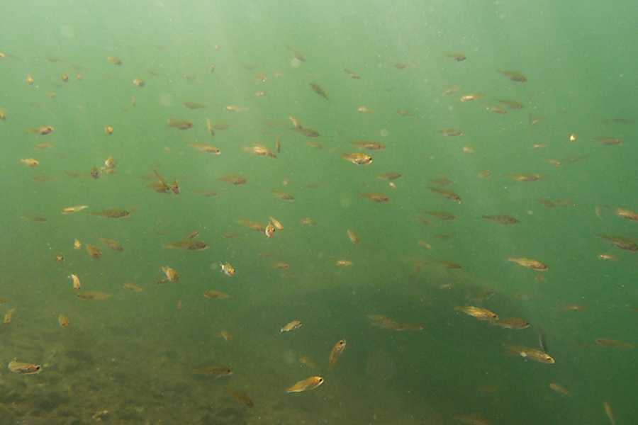 Fischschwarm