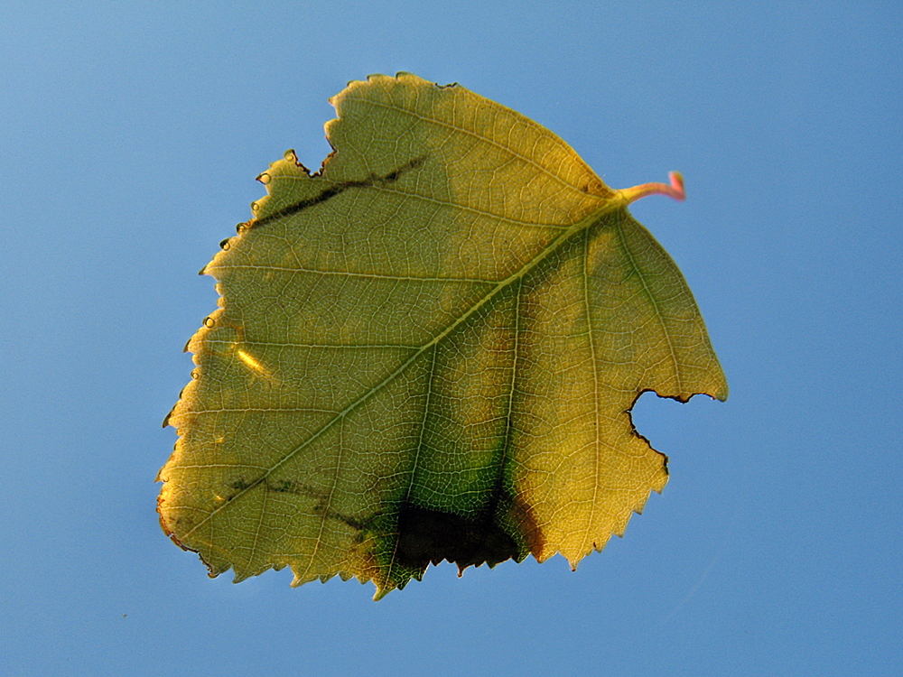 Blatt