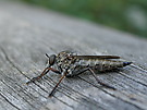 Gemeine Raubfliege