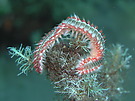 Feuerwurm