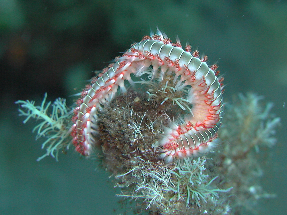 Feuerwurm