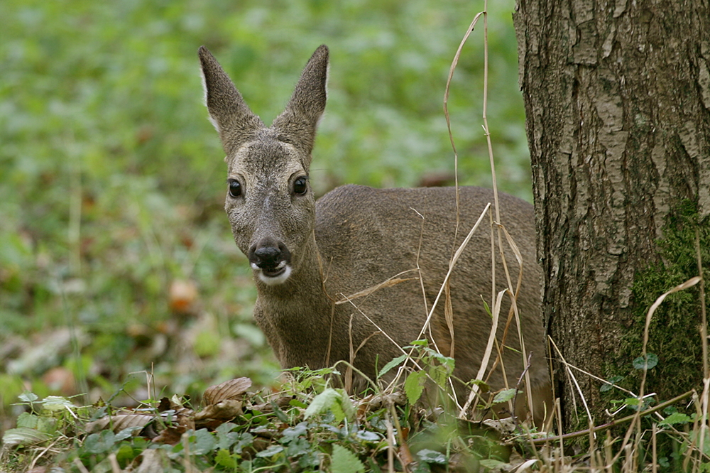 Reh