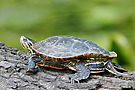 Nördliche Rotbauch-Schmuckschildkröte