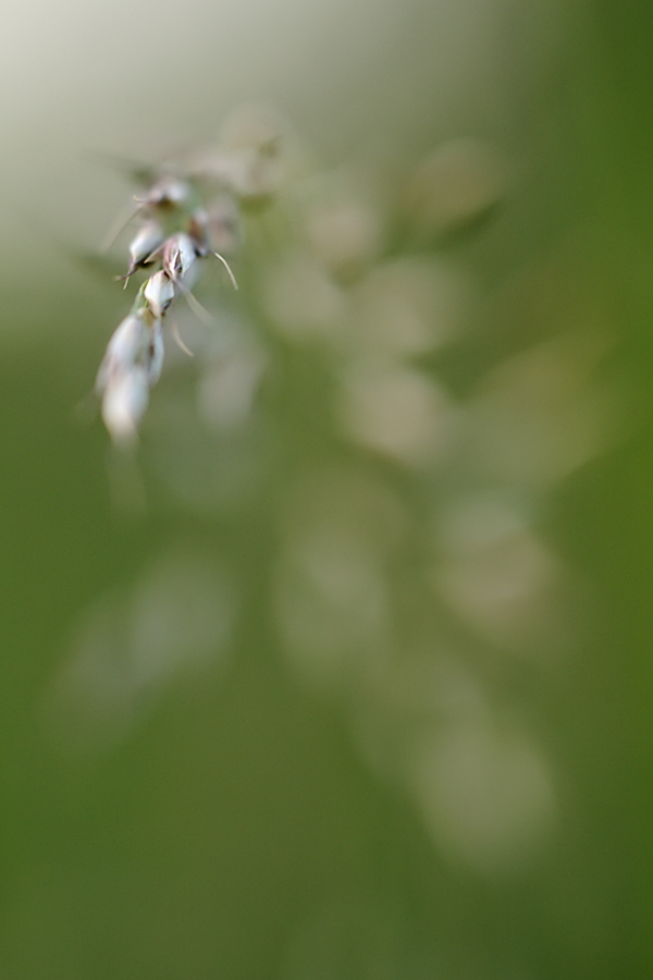 Gras