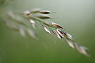 Gras