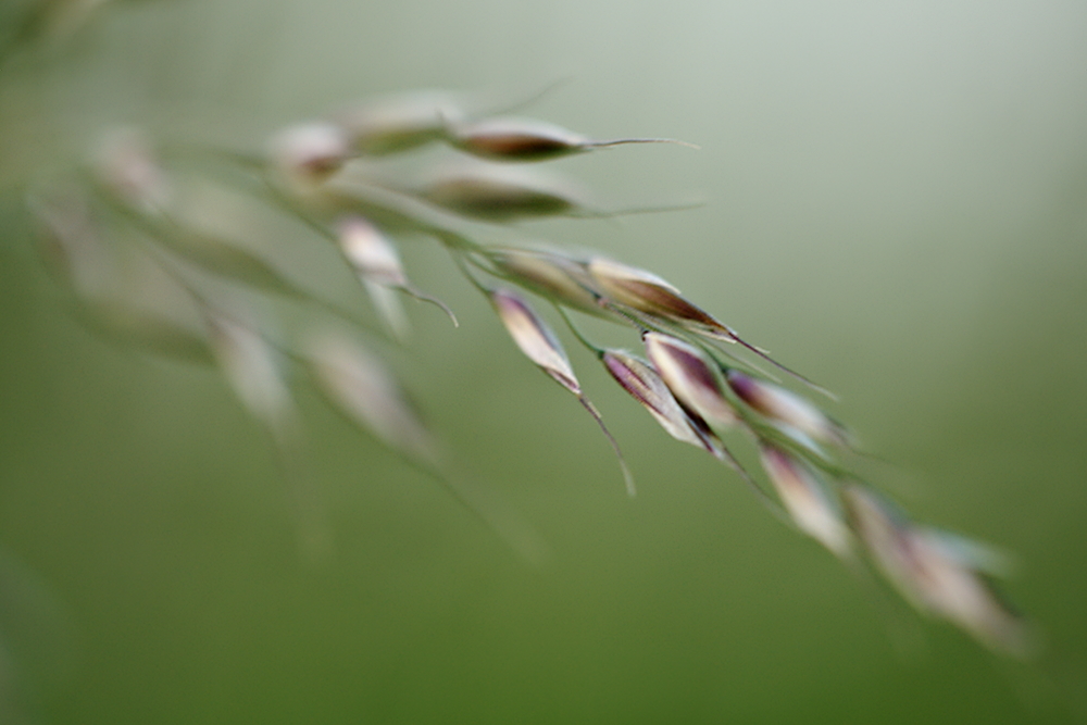 Gras