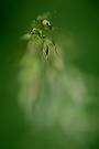 Gras