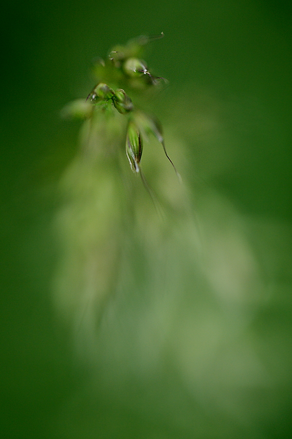 Gras