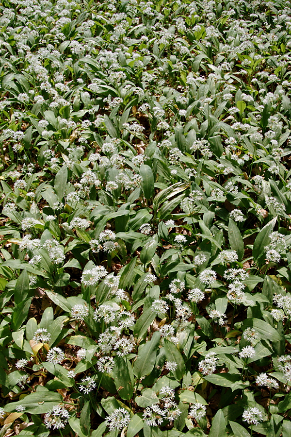 Bärlauch