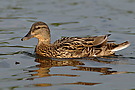Stockente