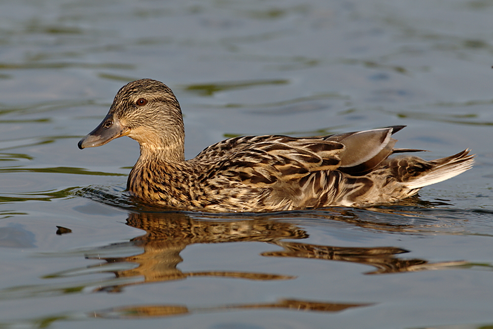 Stockente