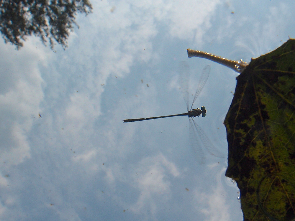 Libelle im Flug