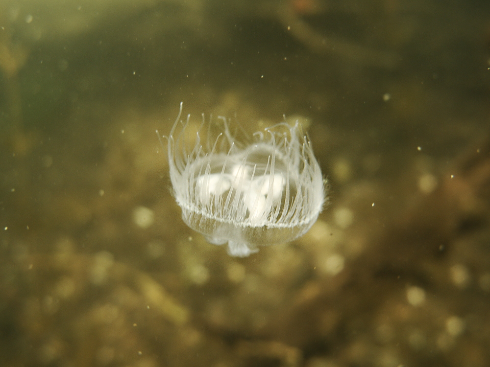 Süßwasserqualle (Uwe Ohse)