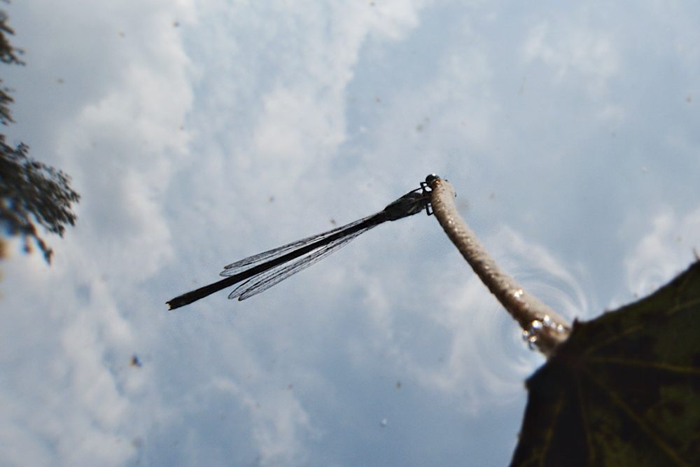 Libelle auf Ansitz