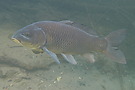 Karpfen