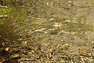 Fischschwarm