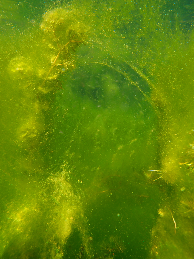 Algenimpression