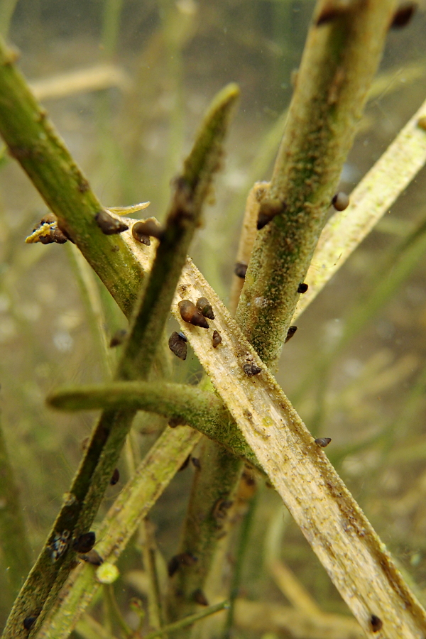 Gras-Froschlöffel (3)