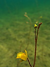 Wasserschlauch-Blüte (3)