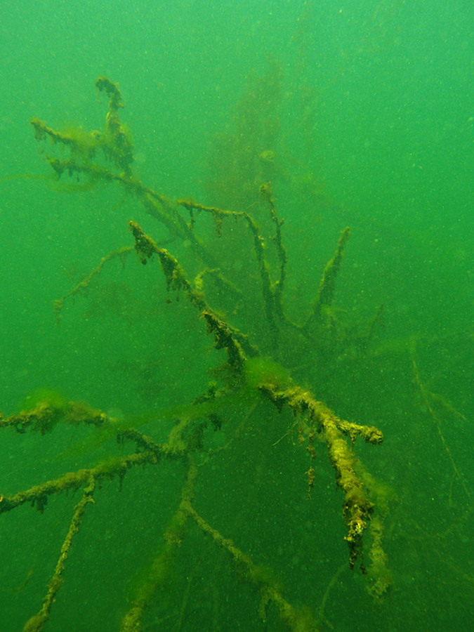 Abgestorbener Baum