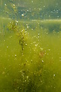 Blasen in Algen